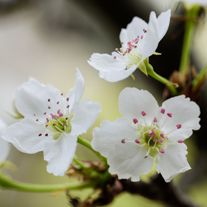 大陆耄耋老太太交性HD
